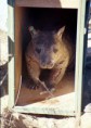 northern Hairy Nosed Wombat